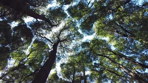 Low angle dolly shot look up view in forest. Stock Footage 154406194