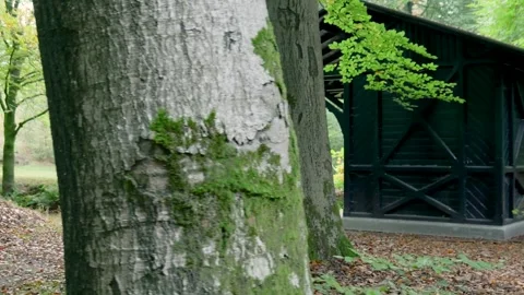 Low angle dolly shot of sun shining through tall forest trees Stockbeeldmateriaal 320812624