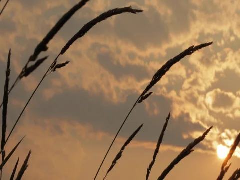 Low angle dolly shot of tall grass against cloudy sky during sunset Stock Footage