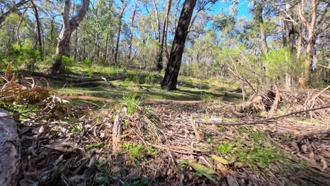 Low Angle Dolly Shot Through Native Eucalyptus Forest Bushland Stock Footage 345219551