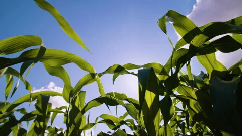 Low-angle dolly shots of a green cornfield Stock Footage 277240865