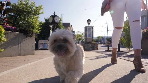 Low angle dolly of small dog going for a walk downtown with owner Stock Footage 113328584