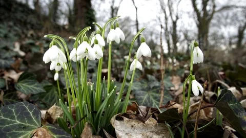Low Angle Dolly of Spring Snowdrop Flower Stock Footage 73063744