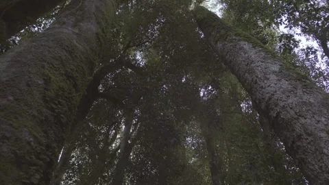 Low angle dolly in of two large trees on a rainforest in South of Chile. Vídeos de archivo 248330618