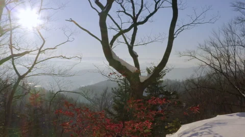 Low angle dolly of winter landscape on a sunny day. Leafless trees, patches of Stock Footage 333357949
