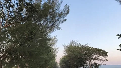 Low Angle Drive Through Tall Evergreen Trees Under Clear Blue Sky Video stock 341507556
