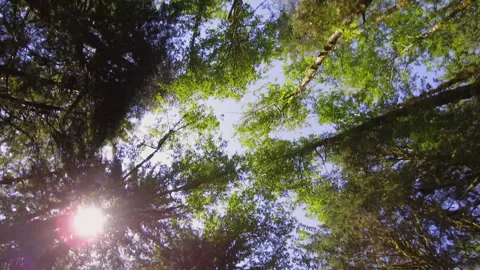 Low-Angle Driving Through Trees In The Pacific Northwest With Sun Flare Stock-Footage 248100951
