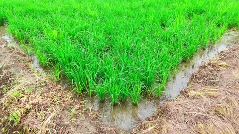 Low-angle-drone-forward-flight-water-filled-rice-field Stock Footage 342605492
