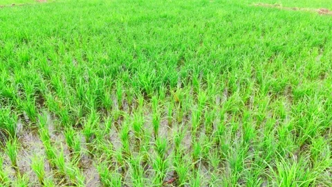 Low-angle-drone-hovering-rice-field-green-paddy-agriculture Stock Footage 342731253