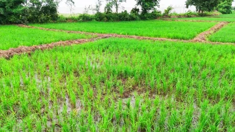 Low-angle-drone-left-pan-square-rice-fields-monsoon-central-india Stock Footage 342731768