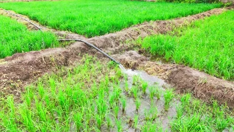 Low-angle-drone-orbit-irrigation-water-rice-field Stock Footage 342605424