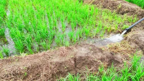 Low-angle-drone-pan-irrigated-rice-paddy-field-water-flow Stock Footage 342605441