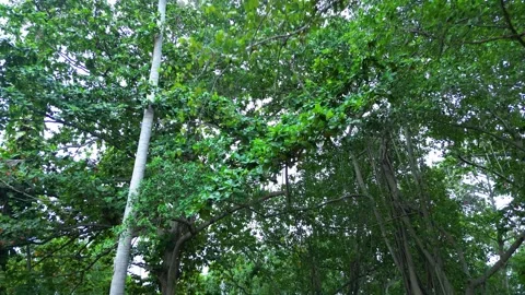 Low Angle Drone Pull Back Shot Revealing Tropical Tree and Island Landscape Stock-Footage 339392974