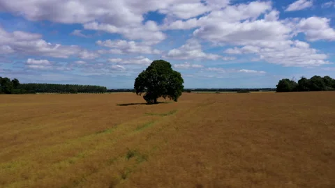 Low angle drone shot circling a lone green tree in a field. 4k Stock Footage 147151279