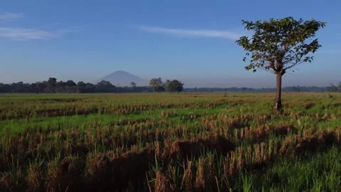 Low-angle drone shot flying slowly over recently harvested Stock Footage 319121145