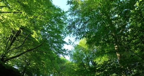Low angle drone shot of a forest in the morning light Stock Footage 247799876