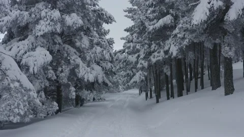Low angle drone shot of a snow covered forest in Madrid, Spain (4K) Stock Footage 155000597