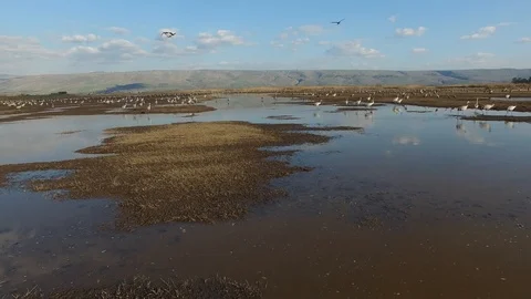 Low angle drone shot of a thousand birds at Hula Valley. Israel. DJI-0029-01 Stock Footage 106613641