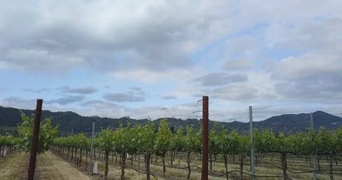Low angle drone shot of wine vineyard. Reveal of Napa valley welcome sign A Stock Footage 111215340