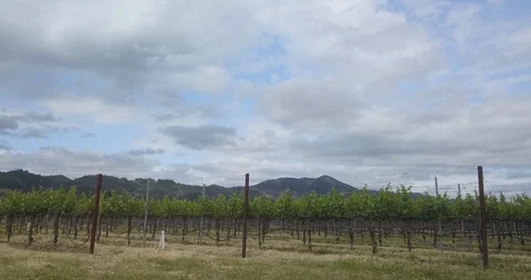 Low angle drone shot of wine vineyard. Reveal of Napa valley welcome sign B Stock Footage 111578835