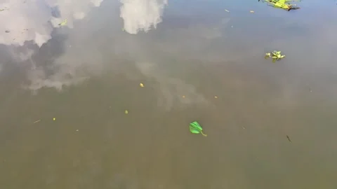 Low angle drone tilt down over muddy river with floating water hyacinths Stock Footage 337697751