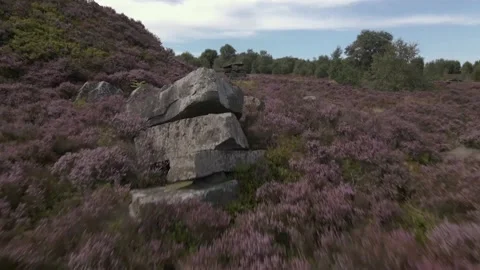Low angle drone tracking shot over heath &amp; moorland Stock Footage 206060758