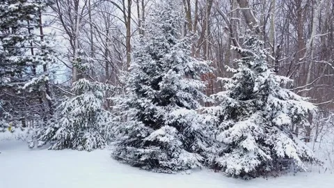Low angle drone video moving slowly towards fir tree covered of snow Stock-Footage 164508389