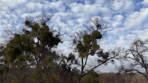 Low Angle Drone View of Tree Tops with Mistletoe Against Blue Cloudy Sky Stock Footage 323498383