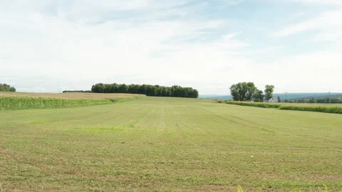 Low angle drone zoom in to field with flowers Stock Footage 140368962