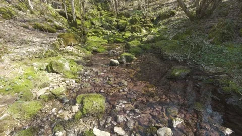 Low Angle Dry Forest Stream With Mossy Rocks – Log Profile for Color Grading Vídeos de archivo 330940617