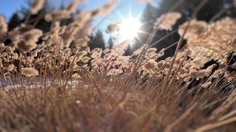 Low angle of dry winter grass backlit by bright sun flare, peaceful nature Stock-Footage 322655979