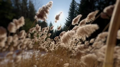 Low angle of dry winter grass backlit by bright sun flare, peaceful nature Stock-Footage 323313097