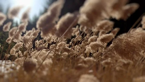 Low angle of dry winter grass backlit by bright sun flare, peaceful nature Stock-Footage 323313125