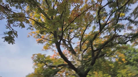 Low angle dutch tilt of trees in park Stock Footage 38692600