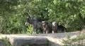 Low angle Eastern Timber Wolves pack appear in rocky hills HD Footage