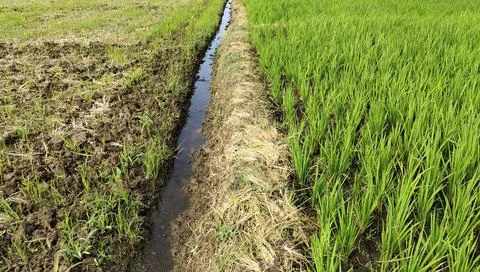 Low angle of the embankment dividing the fields, on the right are rice plan.. Stockfoto's