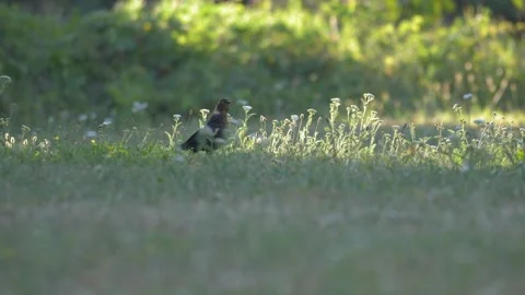 Low Angle Eurasian Blackbird in Meadow With Morning Backlight Video stock 342134930