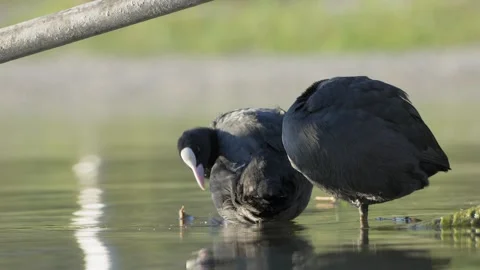Low Angle Eurasian Coot Preening Feathers With Its Beak Video stock 342134001