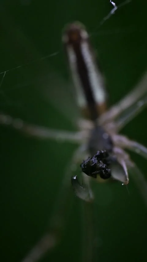 Low Angle Extreme Macro of Spider Feeding on Fly Video stock 337132613