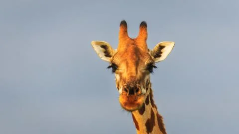 Low angle face view of Rothschild Giraffe looking straight in to the camera. Stock-Fotos