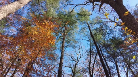 LOW ANGLE FALL TREES Stock Footage 193727129