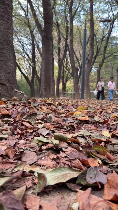 Low Angle Fallen Leaves On Autumn Park Trail With Blurred People Walking Video stock 347657034