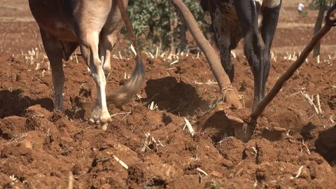 Low angle farmer plowing field Ethiopia, agriculture drought poverty Africa Stock Footage 119246181
