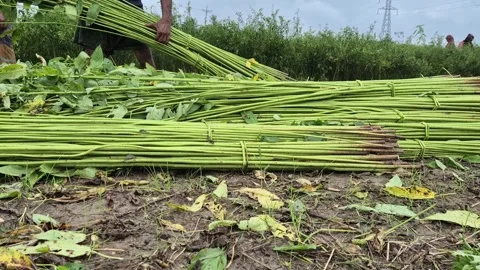 Low Angle Of Farmer Stacking Green Jute Bundles For Sap Drainage Leaf Shedding Stock Footage 341534647