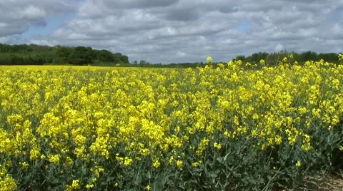 Low angle of field of oilseed rape Stock Footage 49952370