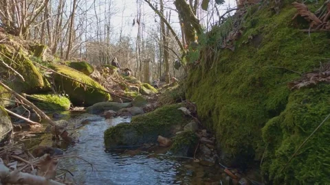Low-angle first-person view of small forest stream with child playing Stock Footage 280886246