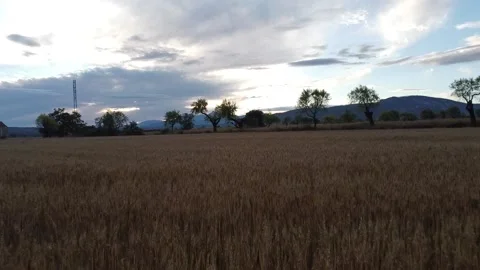 Low Angle Flight Above Wheat Field Stock Footage 147181621