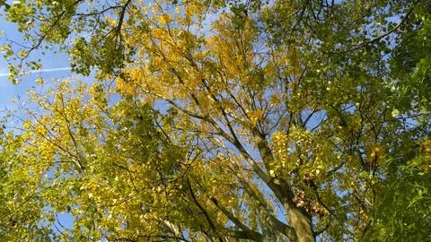 Low angle flight through trees in evening sunlight (autumn) Stock Footage