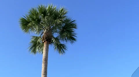 Low angle of Florida palm tree against clear blue sky, 4K Stock Footage 50144666