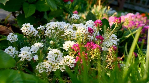 Low angle of flower cluster Stock Footage 95630614